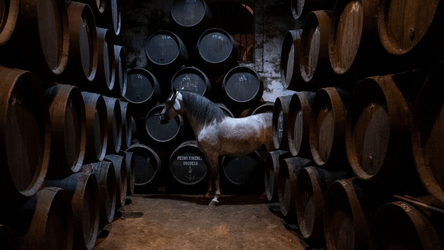 Un caballo jerezano en el interior de una bodega, en una imagen de la película.
