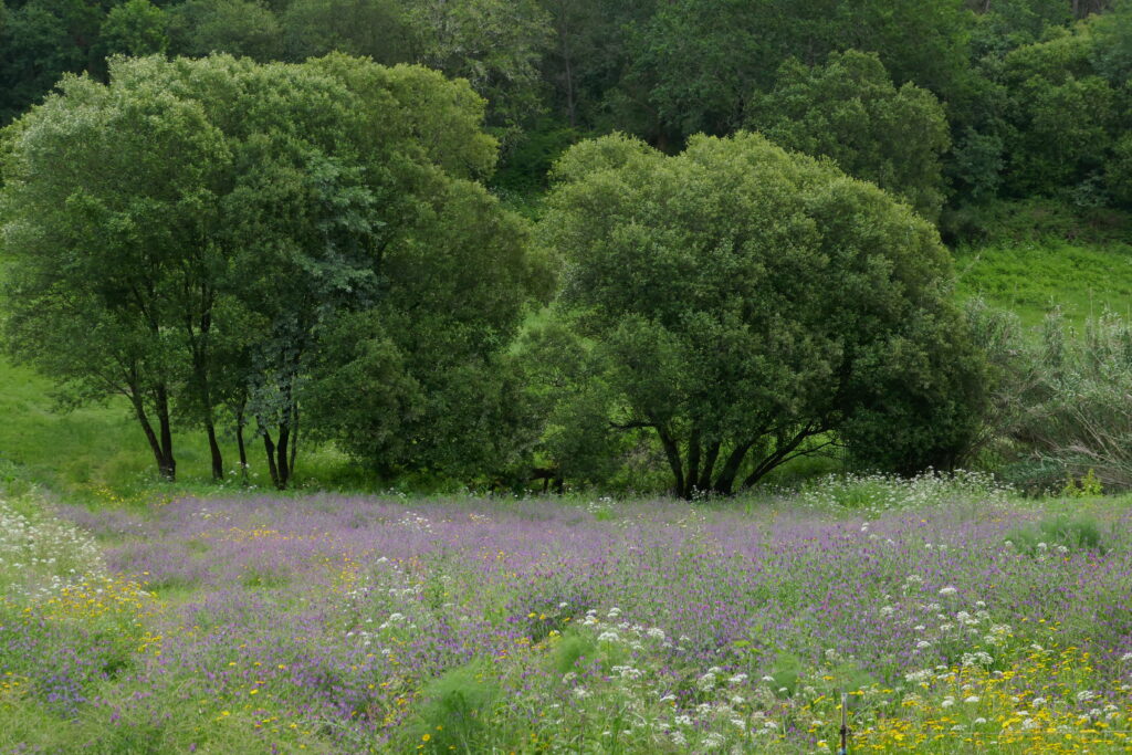 Lavanda silvestre junto al camino portugués, cerca de Pontevedra.