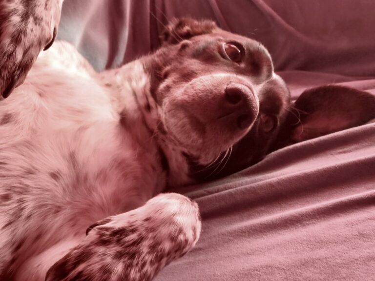 Clote, resistiéndose a despertar de la siesta.