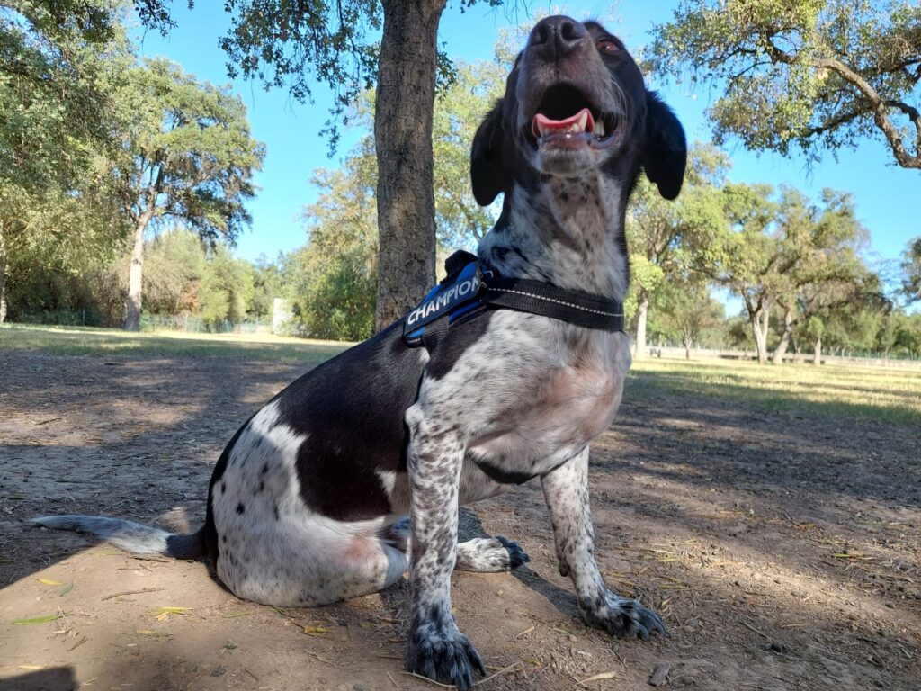 Clote, un campeón en el parque.