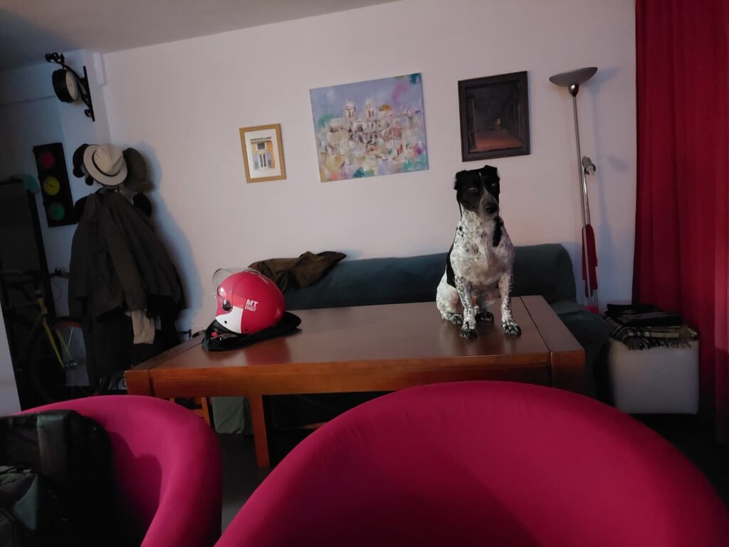 Clote, subido a la mesa, en un descuido.
