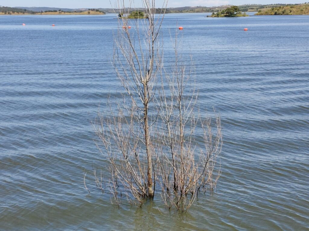 Un árbol engullido por el agua del Guadiana represada en Alqueva.
